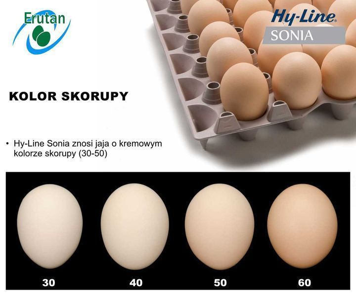 Kury kura Nioski Hy-LineBraun Sonia 18 tyg  Dowóz gratis!