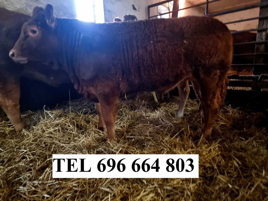 Jałówka Limousine, po ojcu francuskim NABI z dokumentacją PZHIPBM