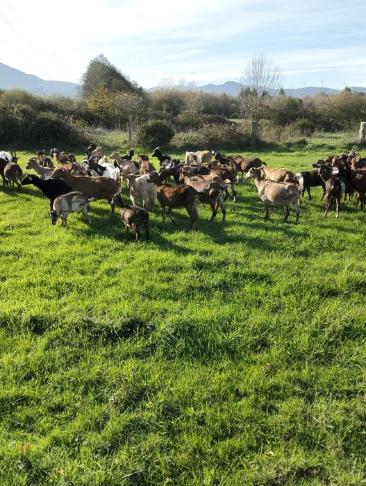 Venda de cabras mansas