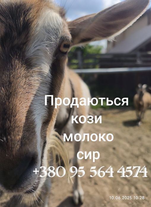 Продаються КОЗИ в домашнє господарство ще