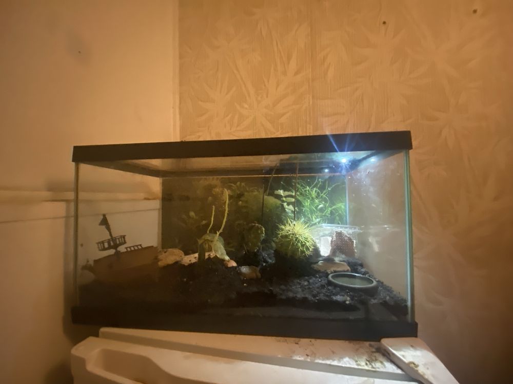Largato de 7 Cm completo Autosustentavel