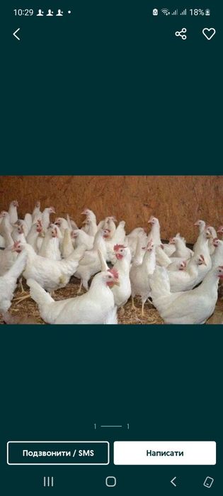 Курка несучка 8-10 місяців