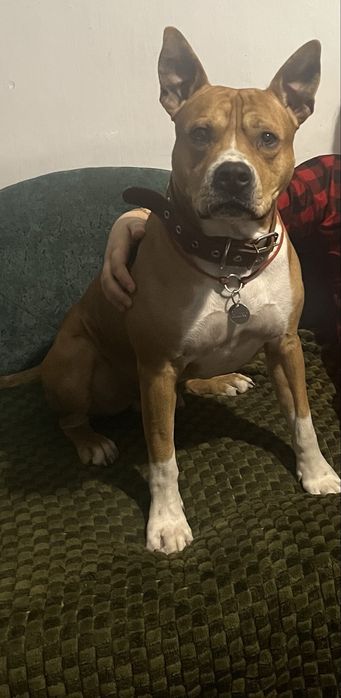 Симпатичний кавалер шукає подругу для вʼязки