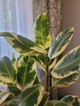 Ficus tineke ODDAM