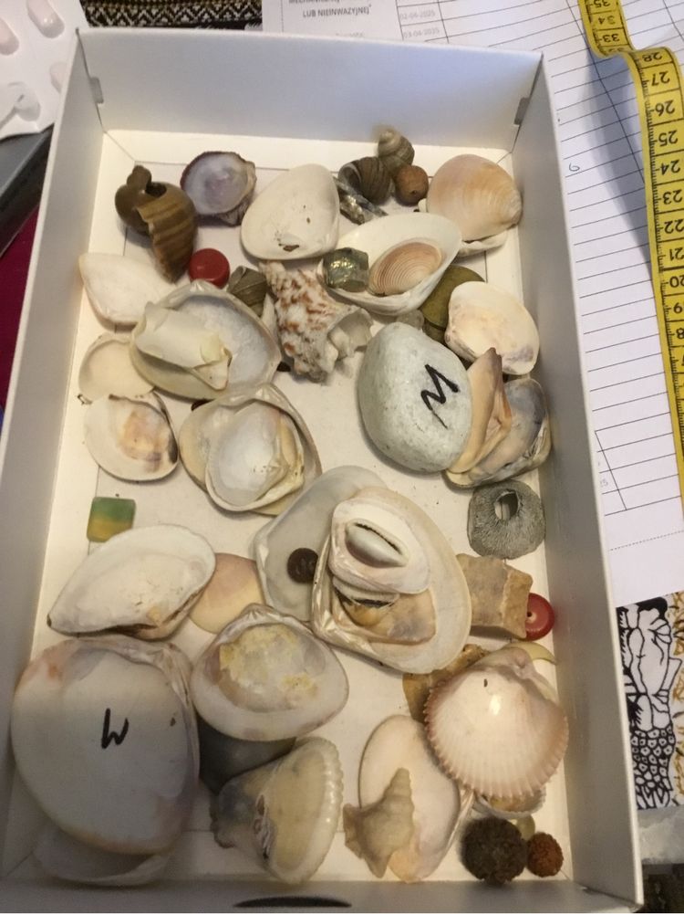 Muszle Pacyfik Ocean Indyjski