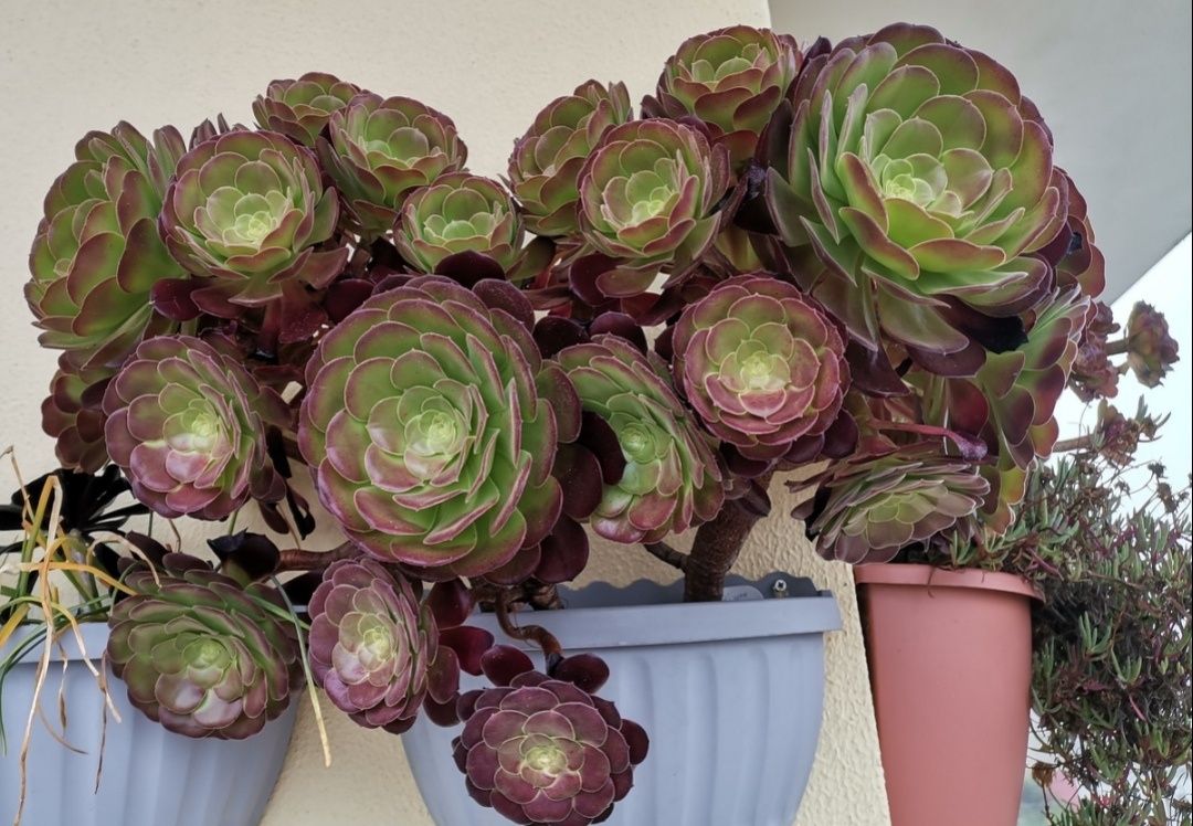 Aeonium Velour, 2 ramos sem raiz, 25-30cms