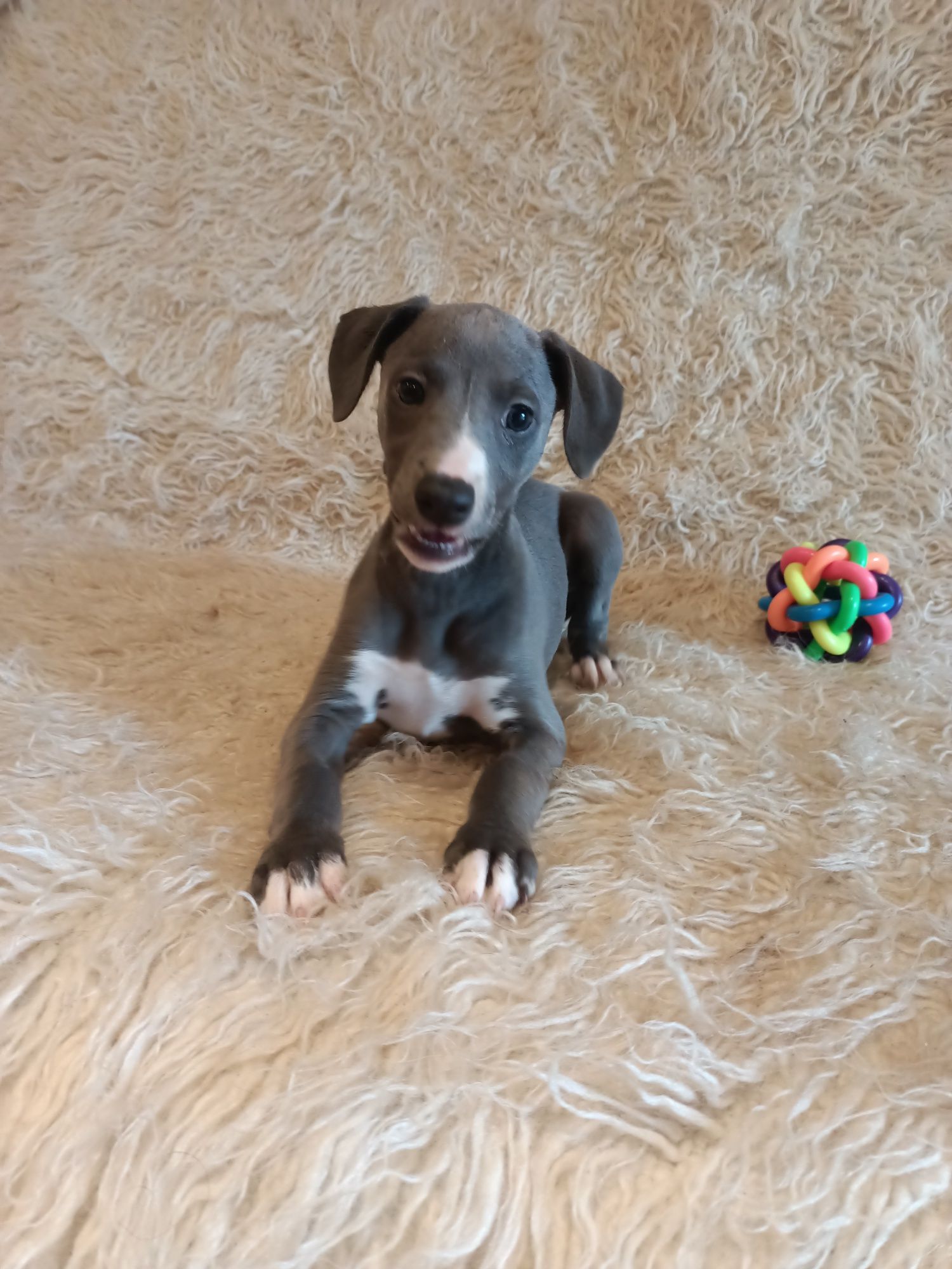 WHIPPET niebieskie ZKwP FCI