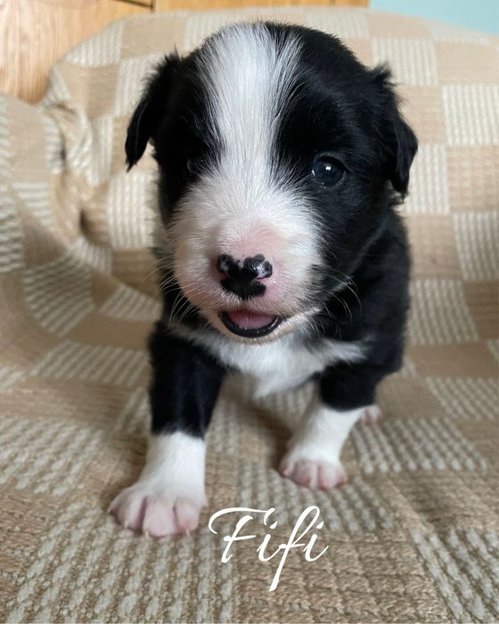 Szczeniak border collie czarno-biały (z bad. genetycznymi i rodowodem)