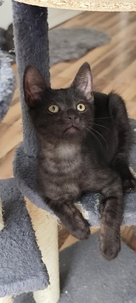 Michaś cudowny kotek do adopcji
