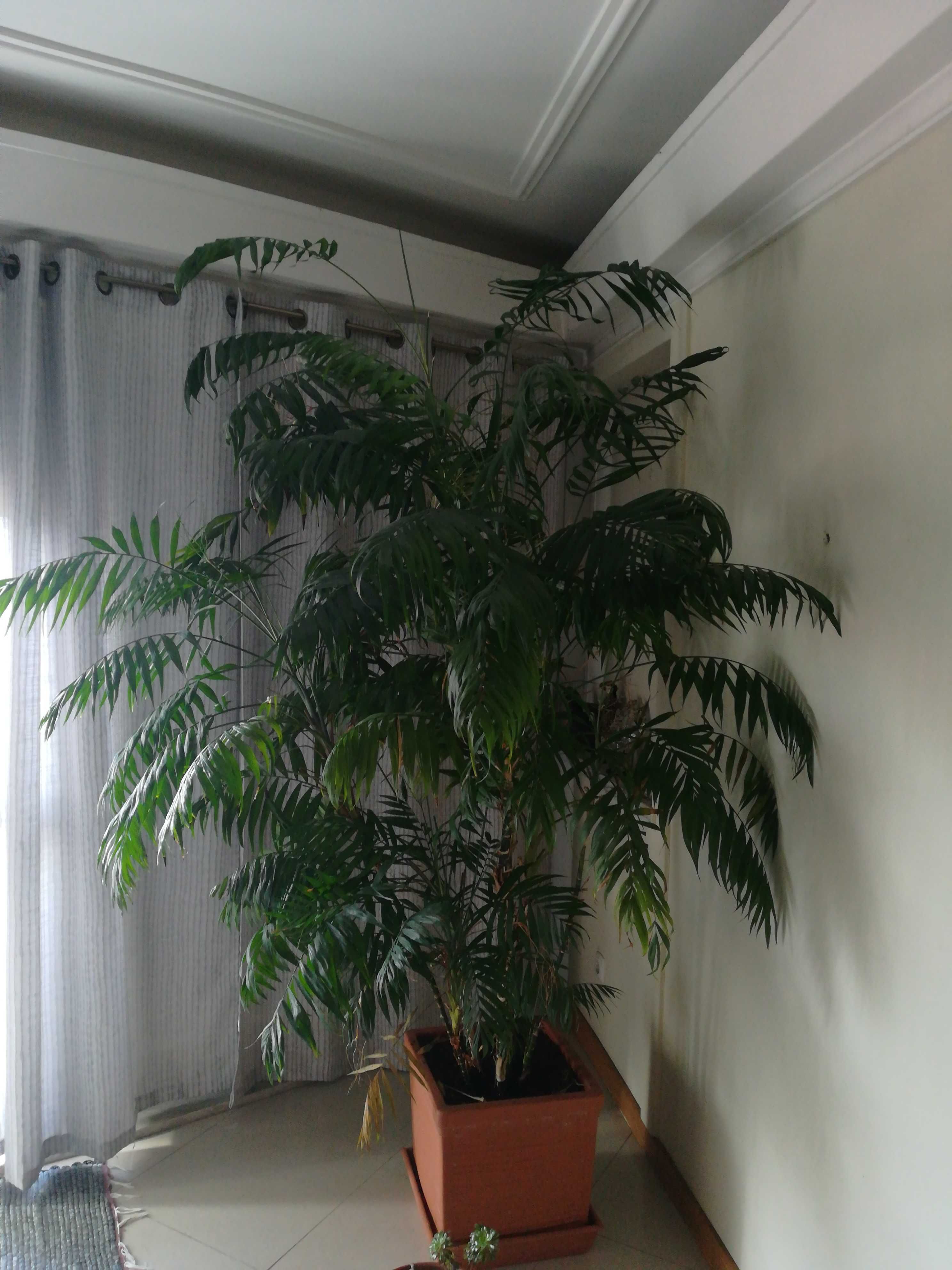 Palmeira lindíssima de interior