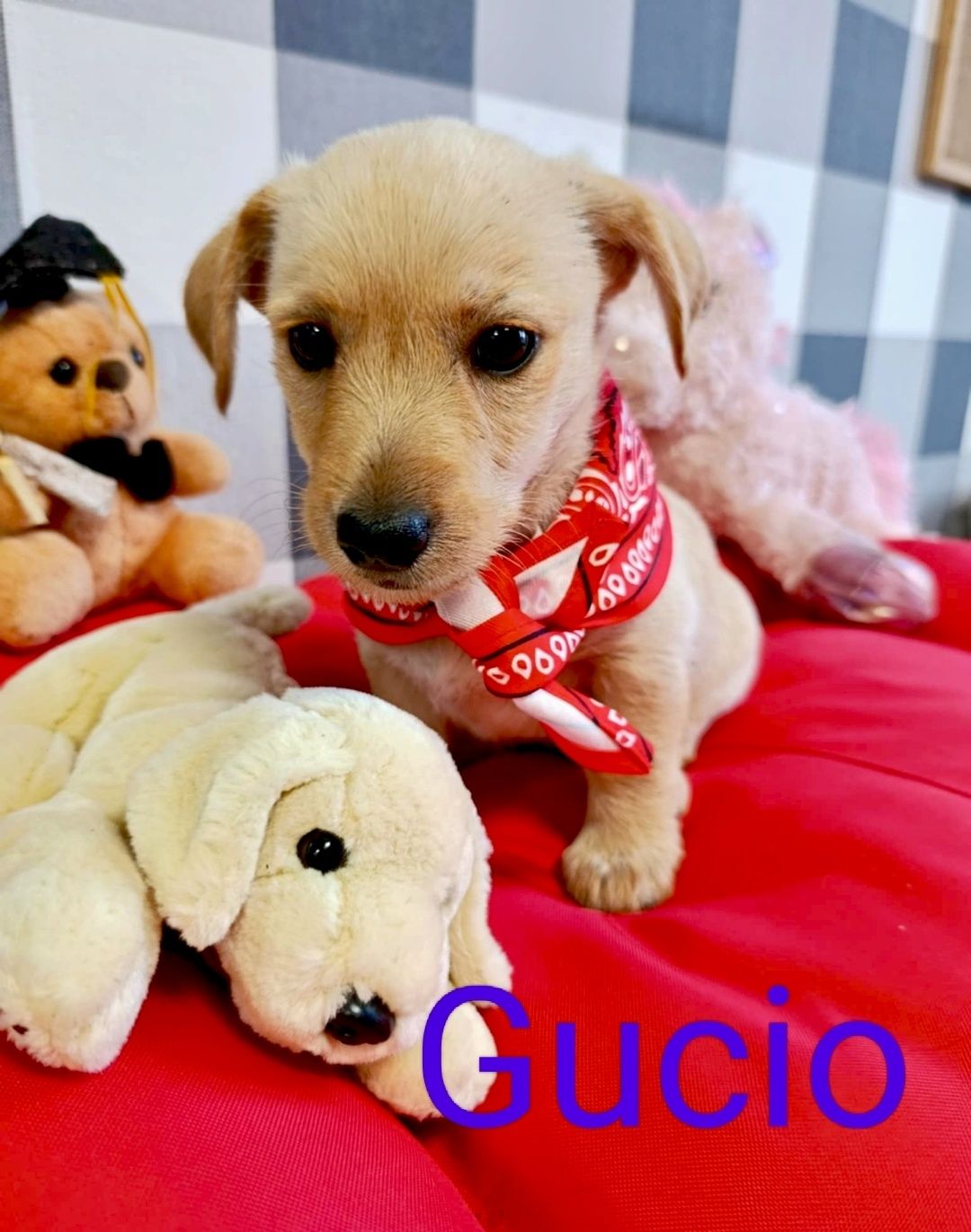 Gucio ,Henio i Jadzia opłacają się do adopcji :)