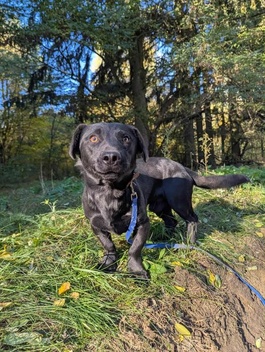 Drobny Łoś szuka domu!