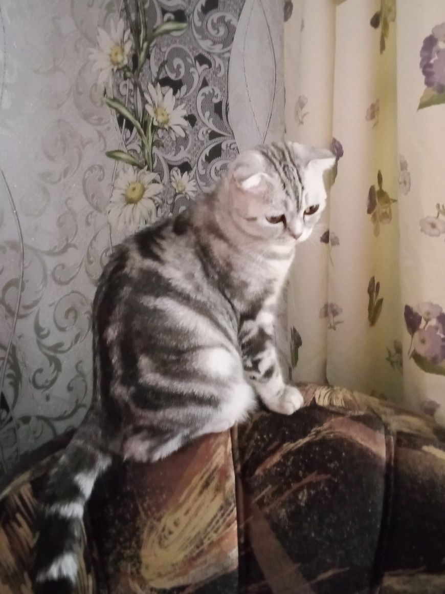 Віддамо безкоштовно