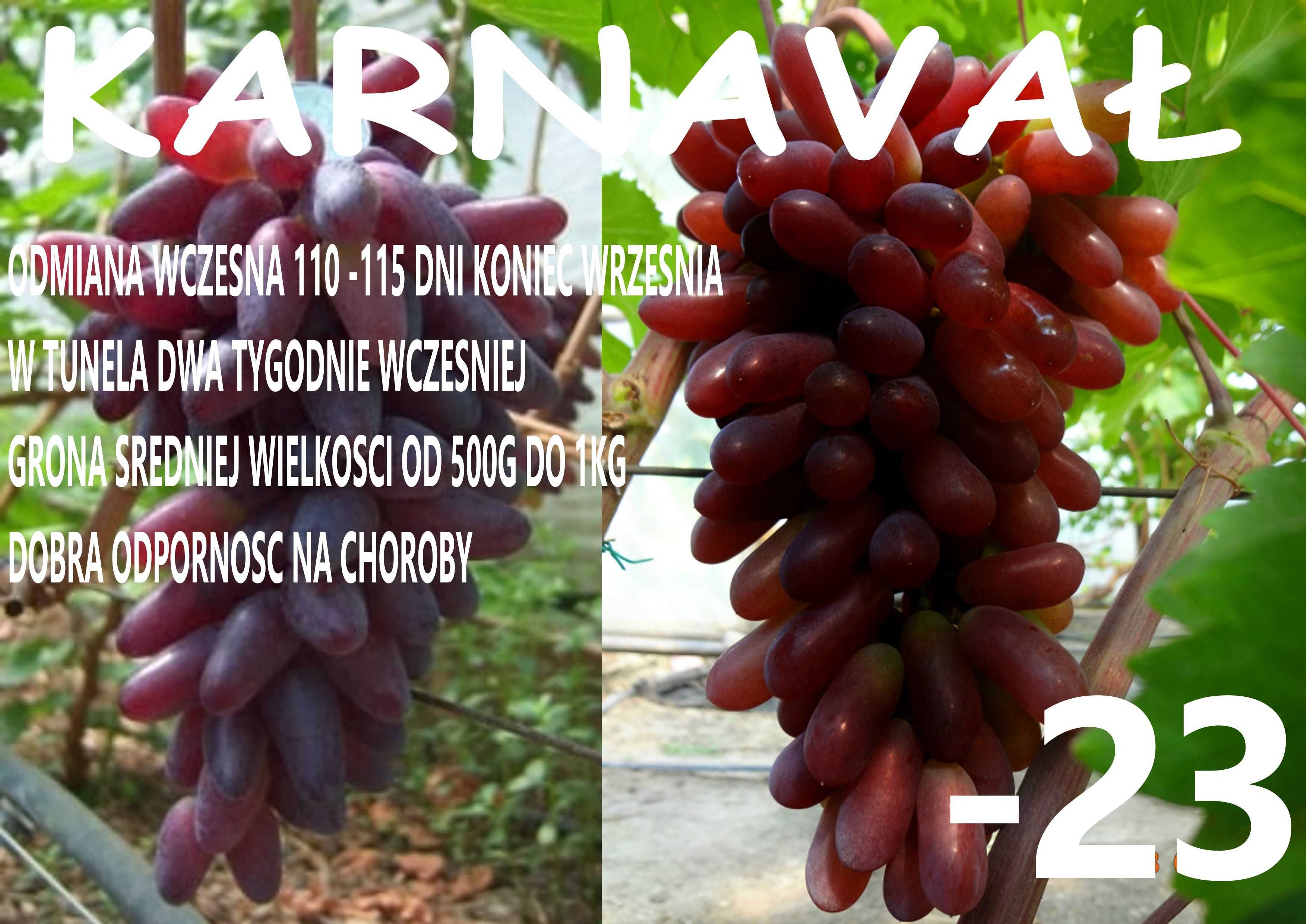 zestaw 3 odmian winogron deserowych