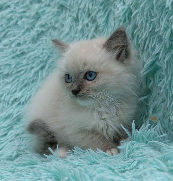 Kocurek Ragdoll     .