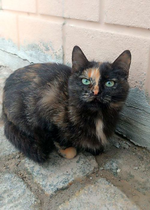 Трехцветная котёнок девочка черепаховая ищет дом! Котята в хорошие рук