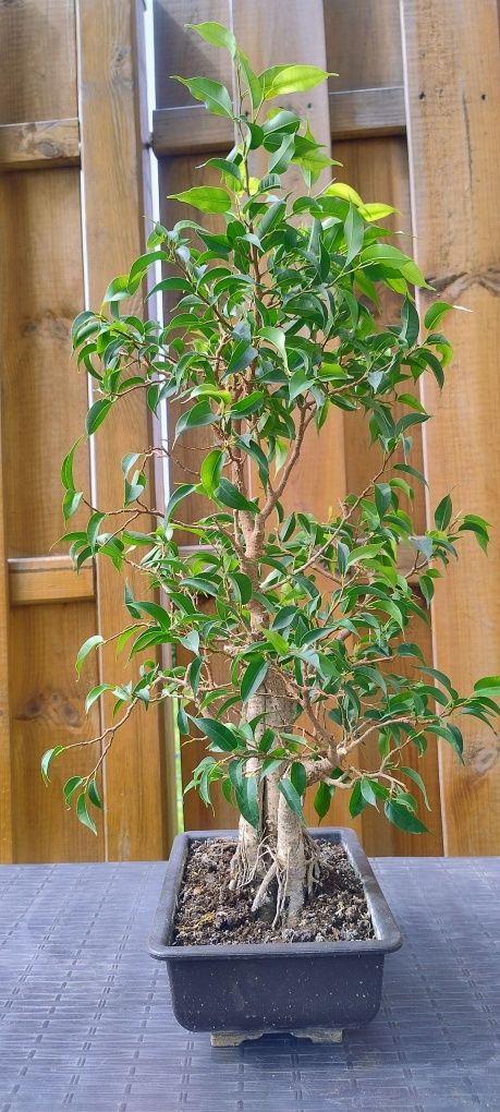 Bonsai ficus benjamin natasja