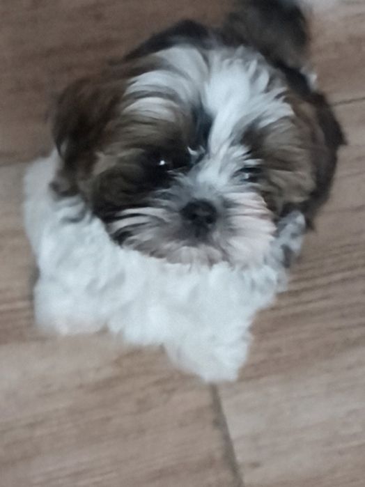 Piesek Shih tzu gotowy na nowy domek