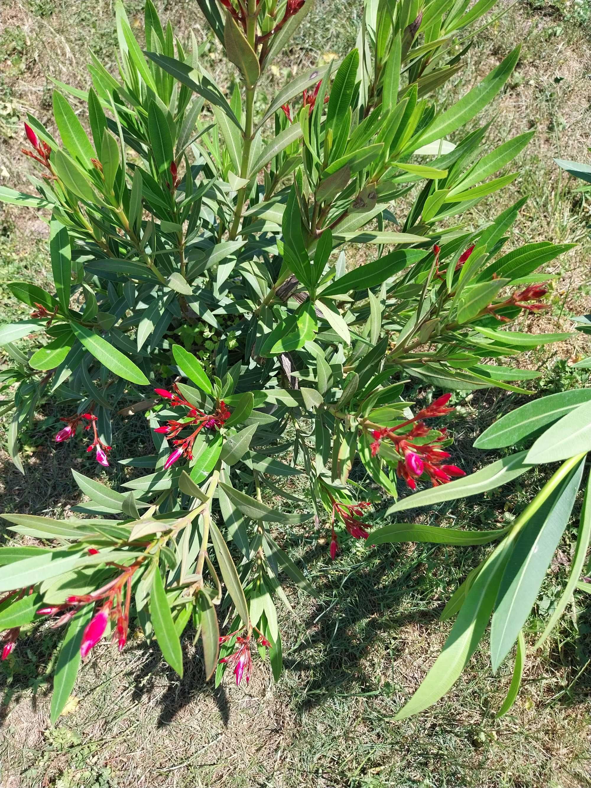 Oleander biały różowy czerowny 90-100 cm wysyłka Ostrow Wlkp