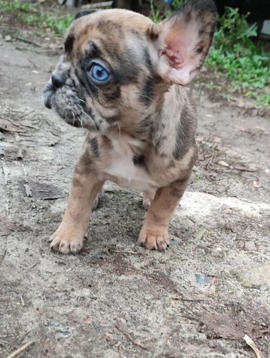 Красавчик мерле с голубыми глазами