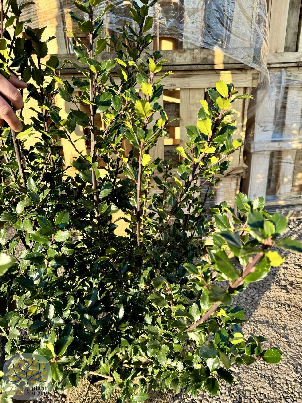 Ostrokrzew / Ilex Meserveae 'Blue Prince' / 80-150cm / zimozielony