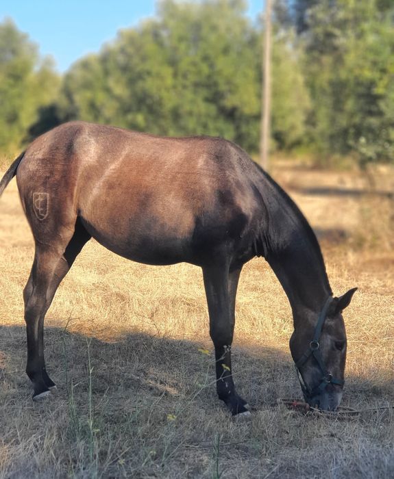 Belíssima poldra PSL ruça, Livro Azul