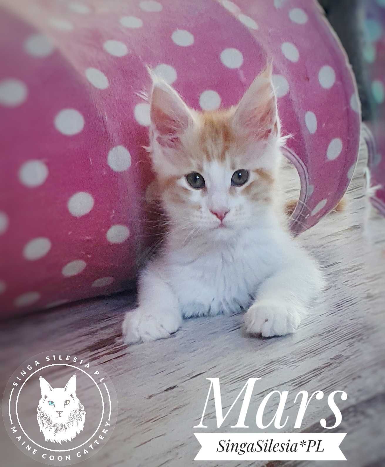 Srebrzysty rudy pręgowany z bielą Mars, kocurek Maine Coon