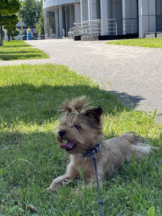 Йорк для в'язки злучка вязка йоркшинський терʼєр