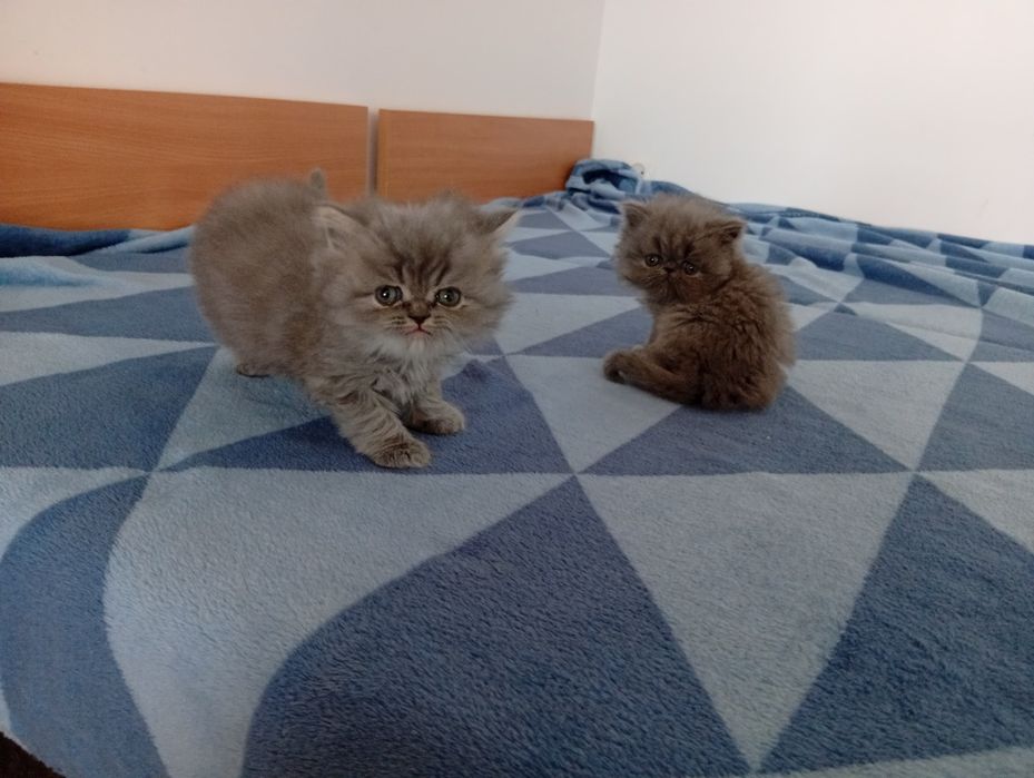 Kotka Perska Długowłosa