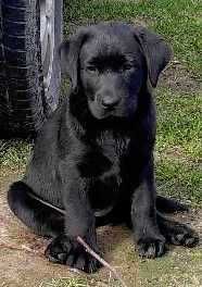 labrador retriever piękny rodowód piesek