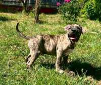 American Staffordshire Terrier / Amstaff szczeniak pies