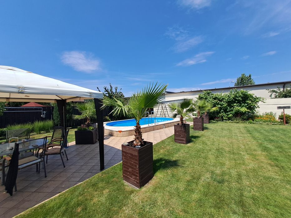 Palma Washingtonia Robusta – Waszyngtonia 200 cm+ - 5 sztuk