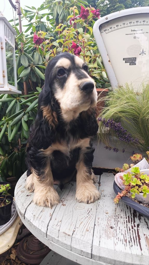 Cocker spaniel angielski