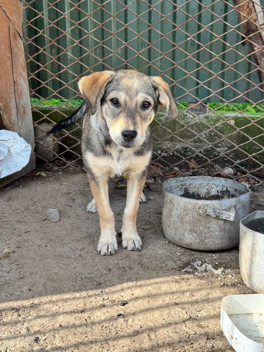 Собака 50% лабрадор