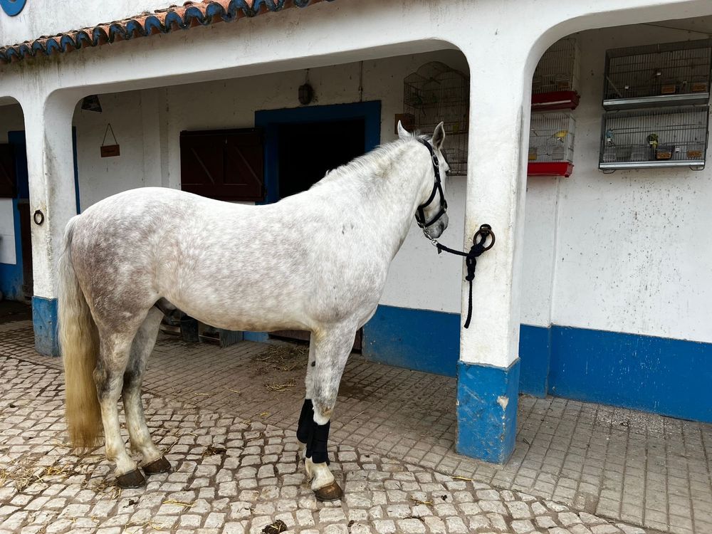 Cavalo Ruço cruzado  castrado letra J