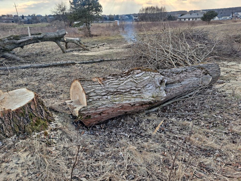 Konar drzewa TOPOLA, Gruby pień 100cm Pilne