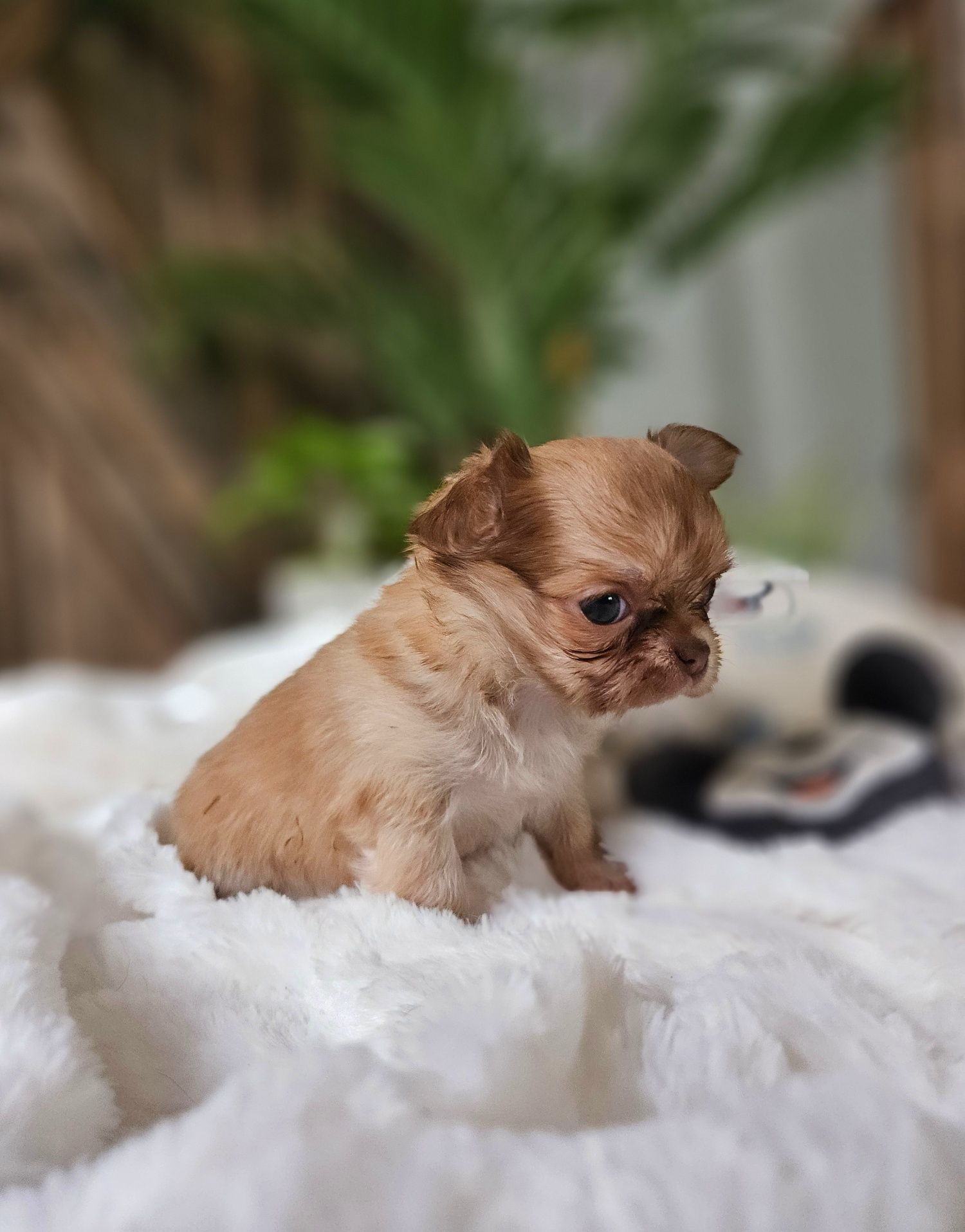 Chihuahua malutka