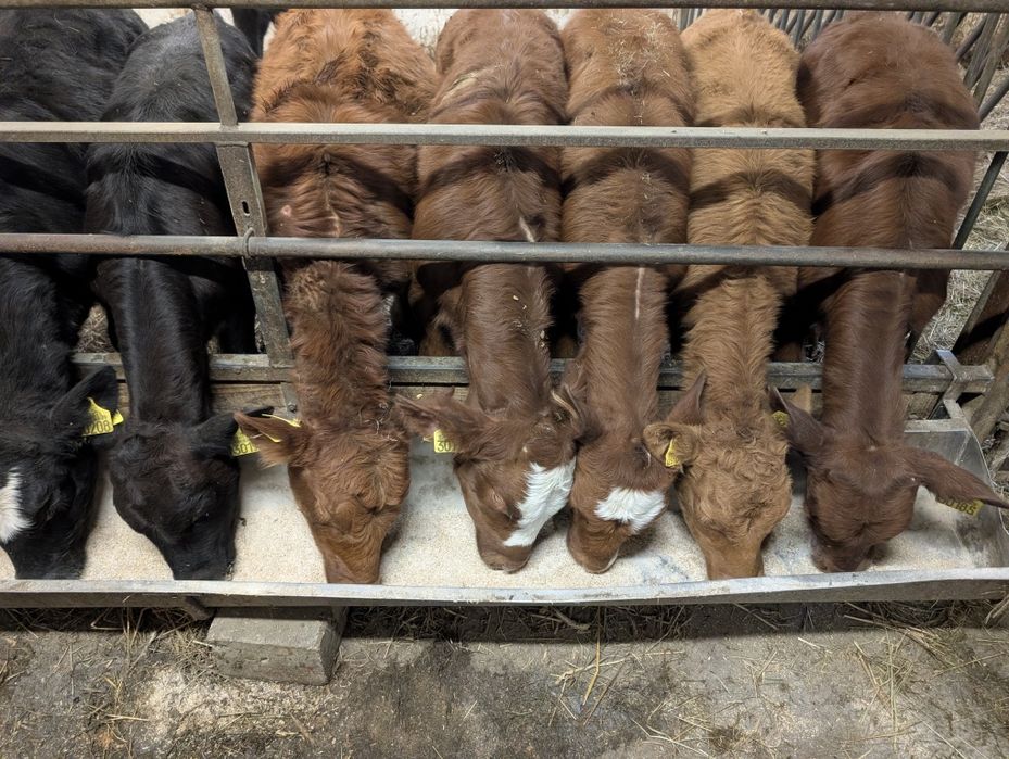 Sprzedam 10 jałówek bez mleka mięsne