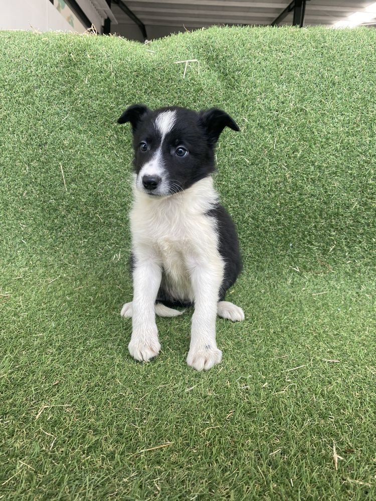 Border Collie Preto/Branco Fêmea