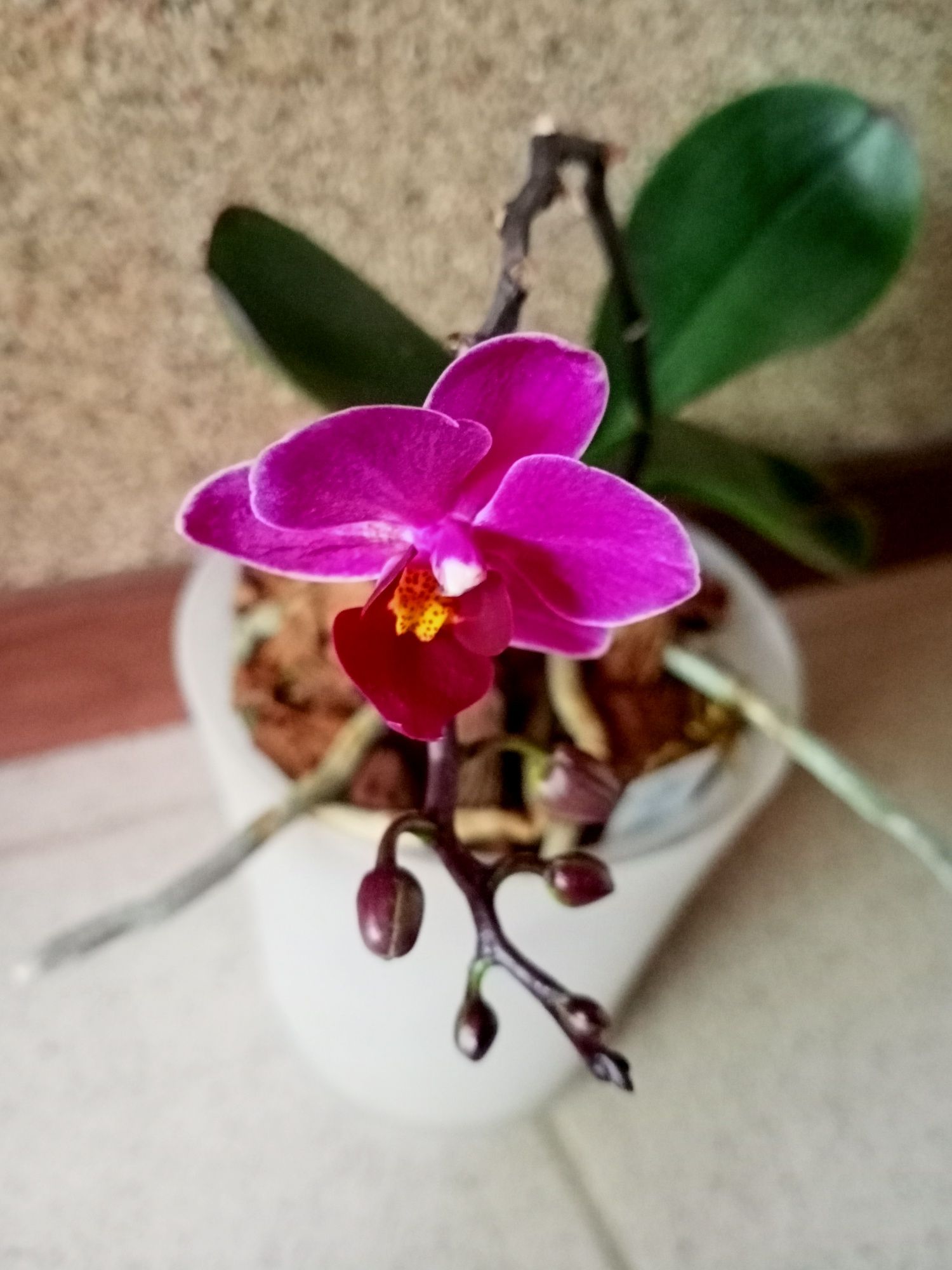 Орхидеи мини :Lucky, Morelia