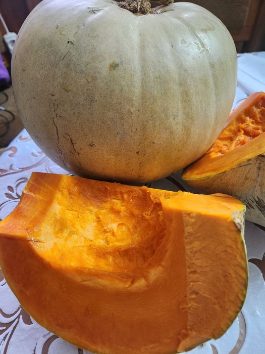 Продам семена тыквы