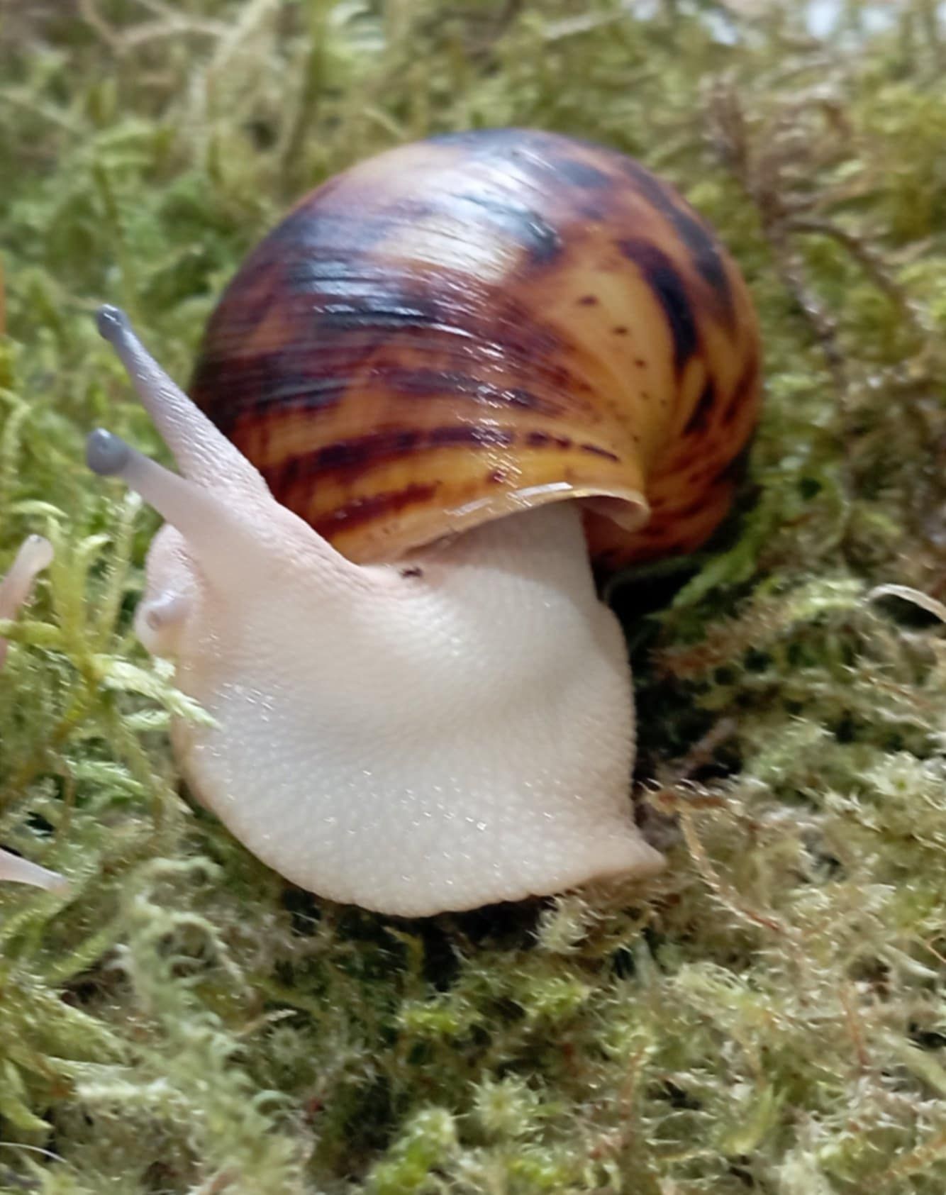 Ślimak afrykański, Archachatina marginata ovum acromelanic.