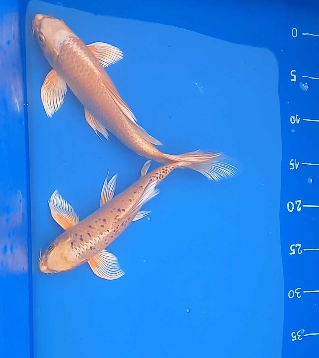 Karpie Koi Butterfly Long Fin oczko wodne ryby do stawu wysyłka