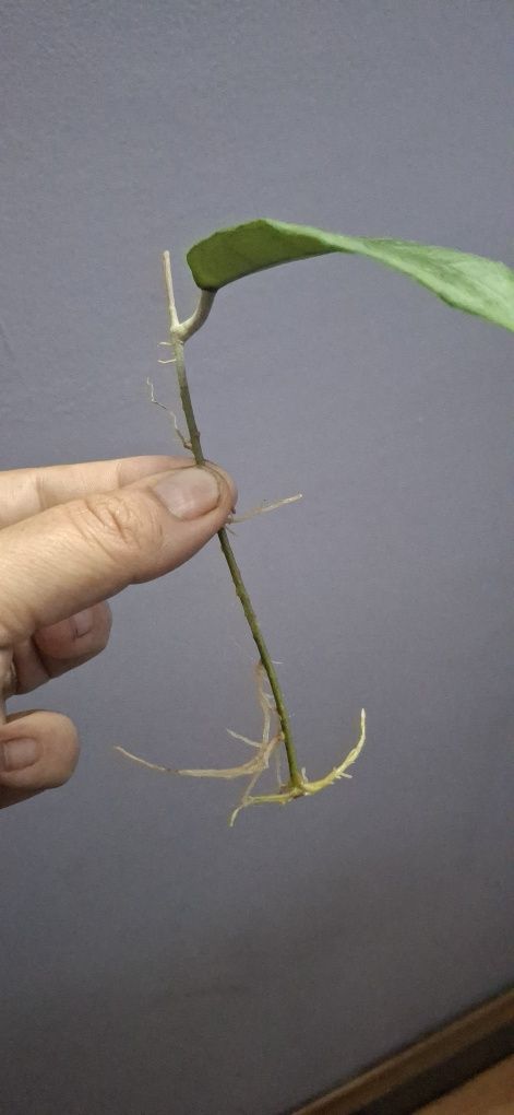 Hoya Clemensiorum i Gunung Gading