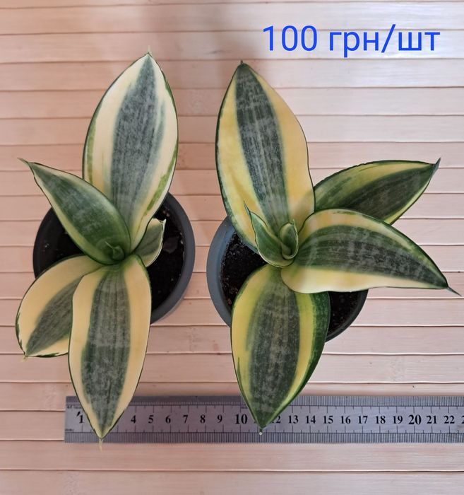 Сансевієрія Голден ханні