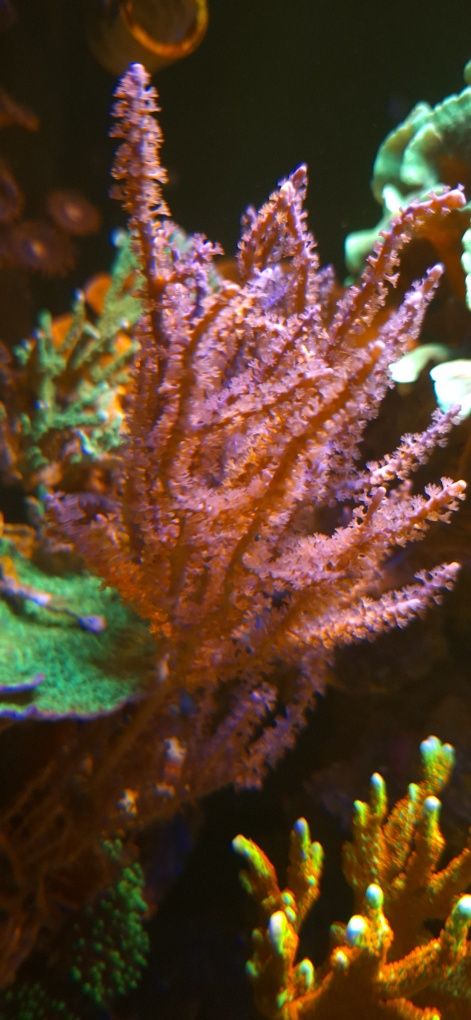 Pseudogorgonia, koralowiec morski miekki