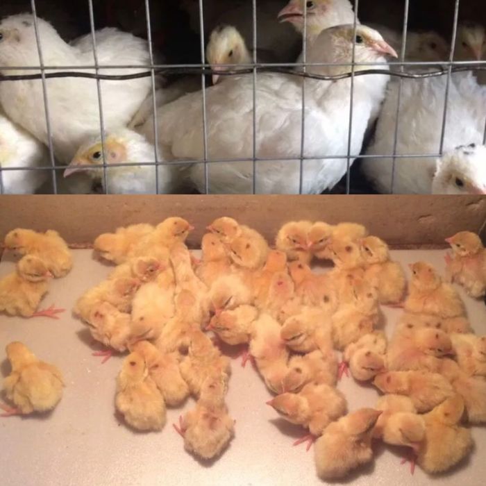 Перепела суточные