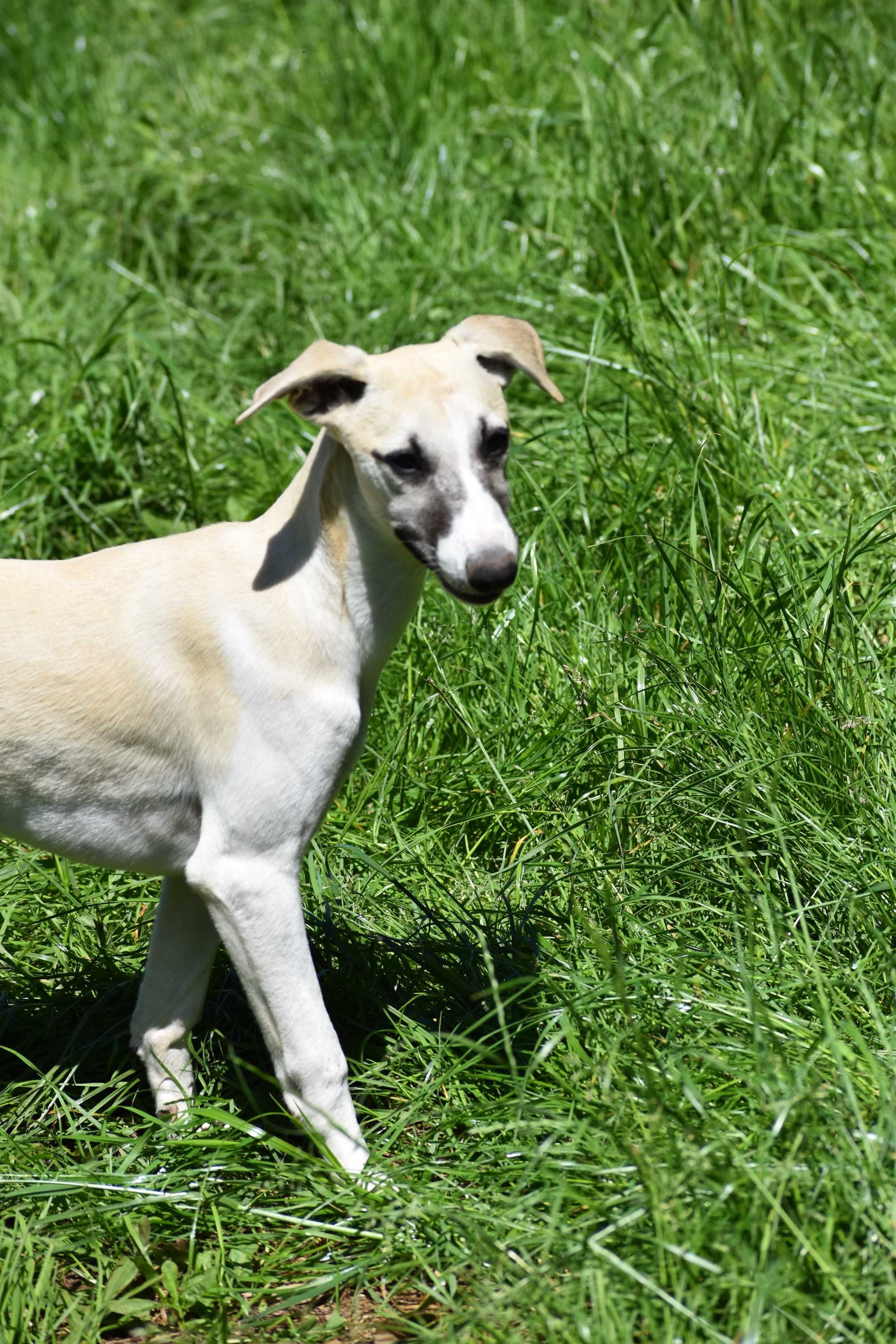 Chart angielski whippet- BARON FCI/ZKwP