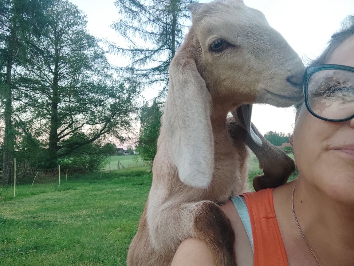 Sprzedam Sernika Keksa i Bezę