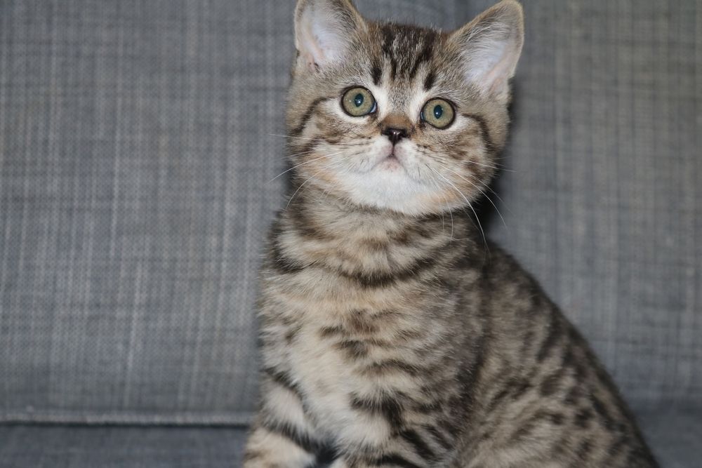 Um gatinho scottish straight golden